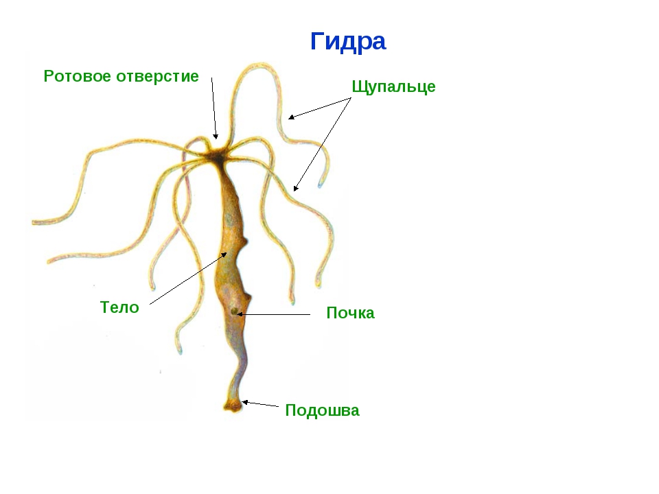 Кракен перейти